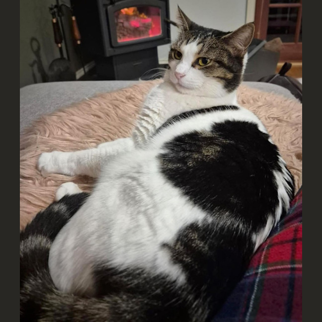 Photo of 11497   Danika