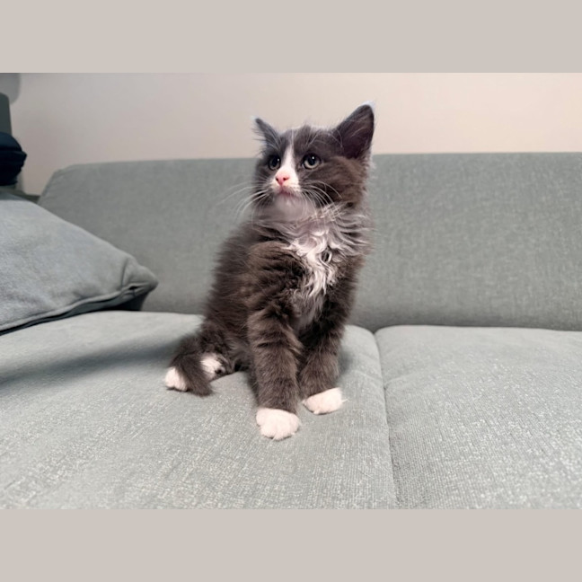 Photo of Sweet Pea