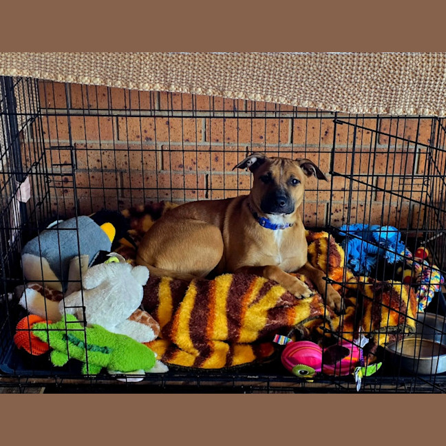 Photo of Maple