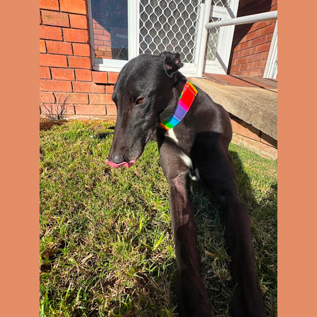 Photo of Chance, The Greyhound