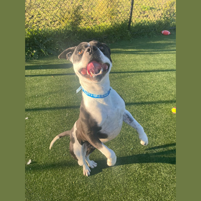 Photo of Stanley Imp 1294