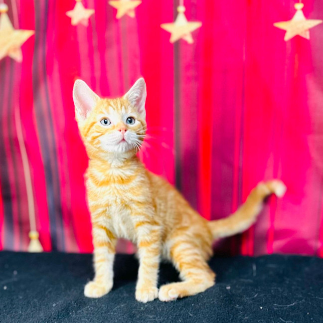 Photo of Cheeto (Located In Preston)