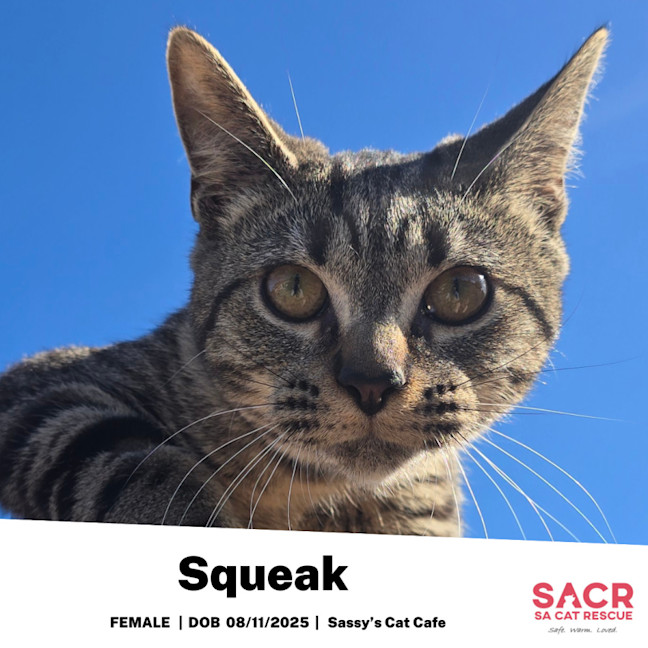 Photo of Squeak