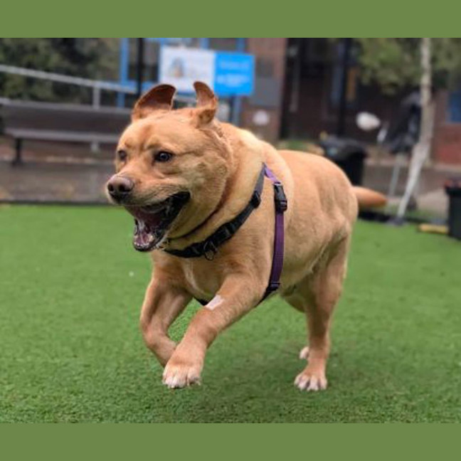 Photo of Goldie