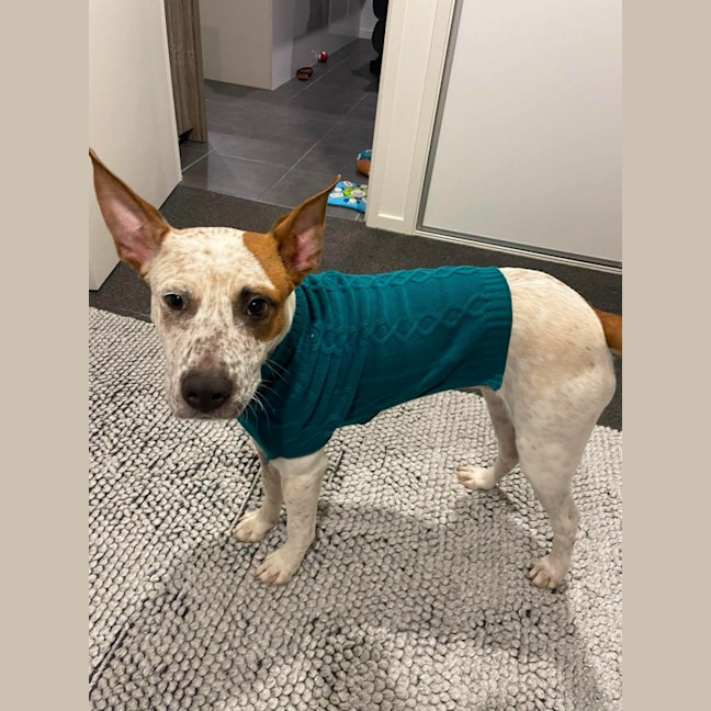 Photo of Poppy