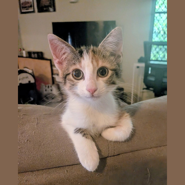 Photo of Biscuit