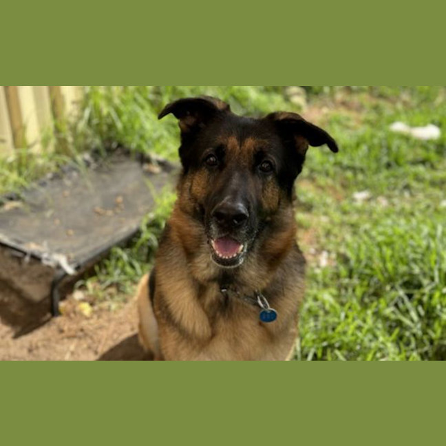 Photo of Stella