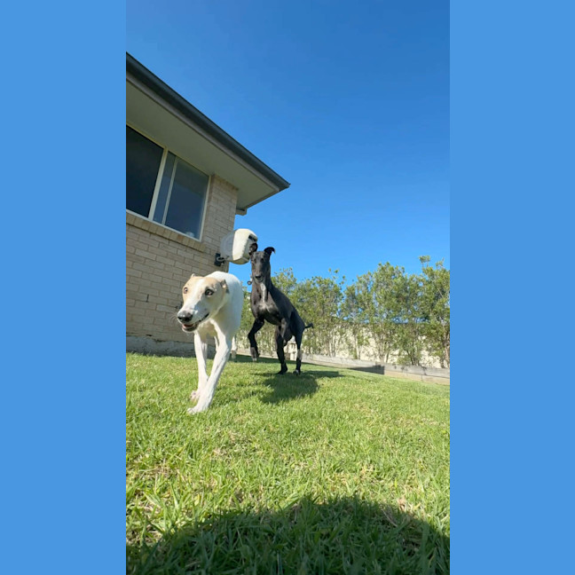 Photo of Cleo, The Greyhound