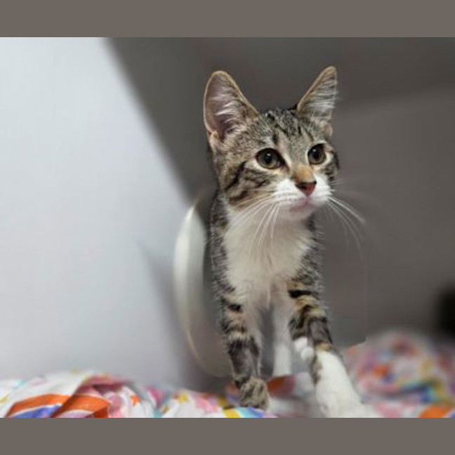 Photo of Maple