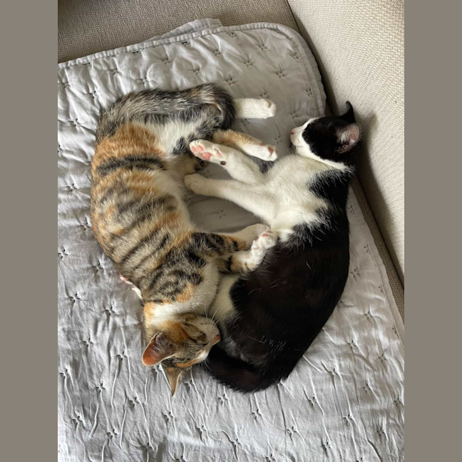 Photo of Moomoo & Bonbon