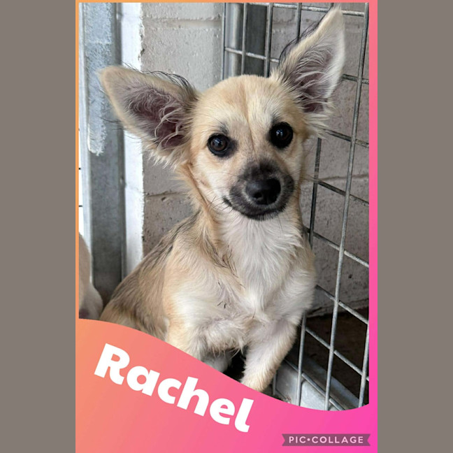 Photo of Rachel