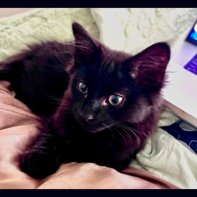 Photo of Jules