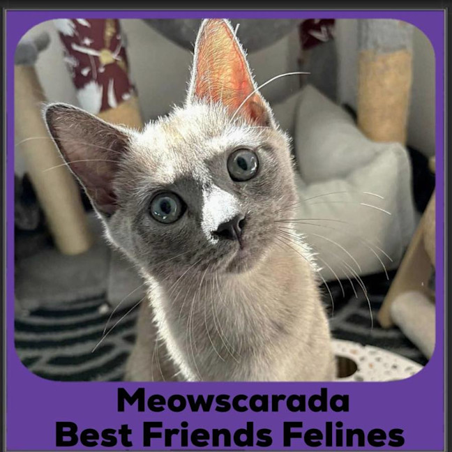 Photo of Meowscarada 