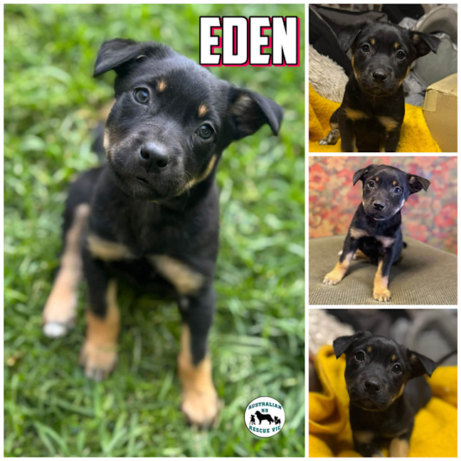 Photo of Eden 