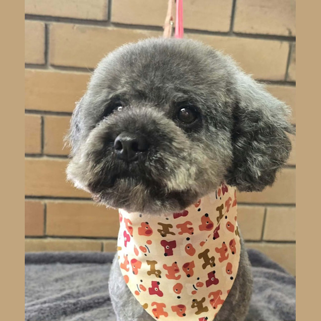 Photo of Dusty