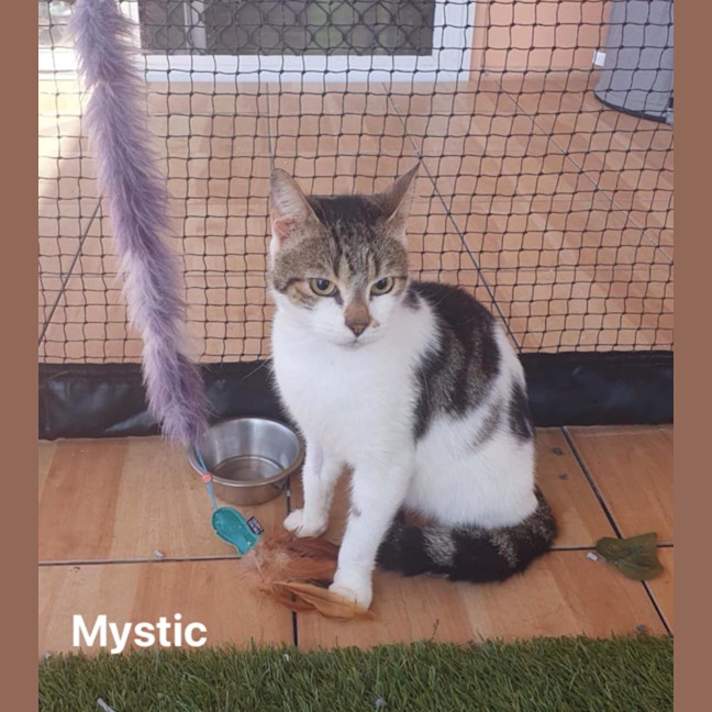 Photo of Mystic