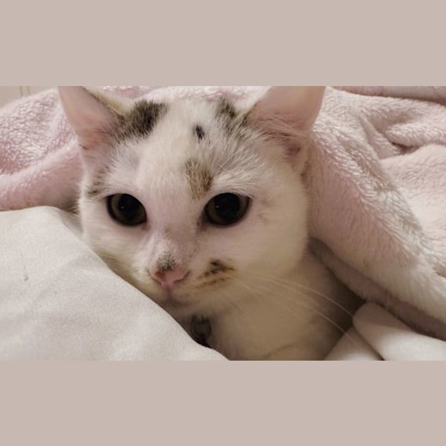 Photo of Nami
