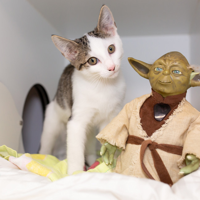 Photo of Ben Solo
