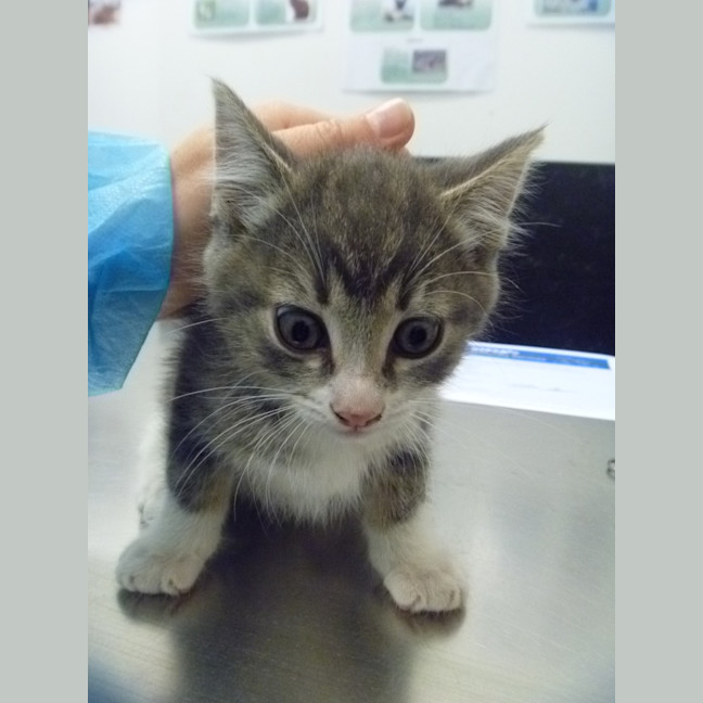 Photo of Fluffy (Bonded With Micki)
