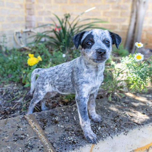 Photo of Peanut