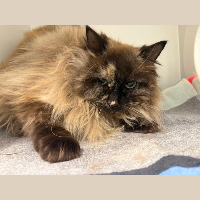 Photo of Matilda