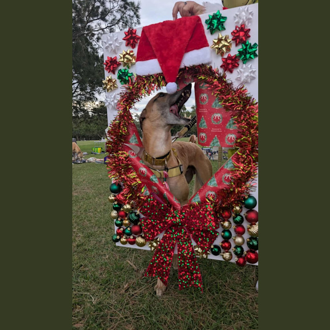 Photo of Sid, The Greyhound