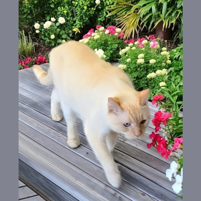 Photo of Romeo