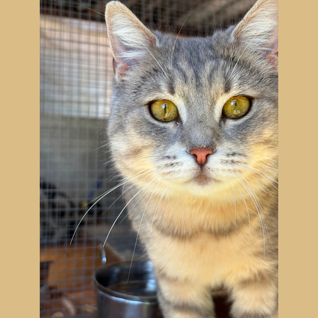 Photo of Dahlia