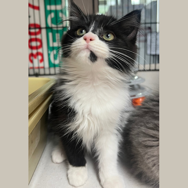 Photo of Scarlet