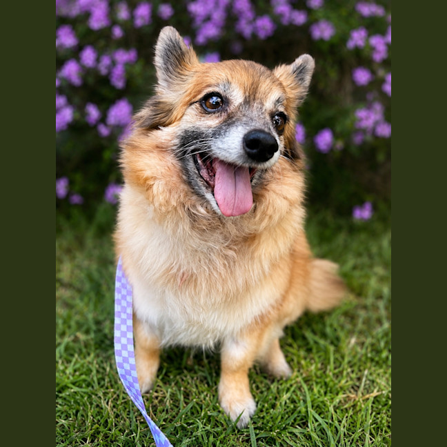 Photo of Polly