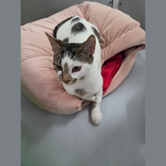 Photo of Alvin   Child, Cat And Dog Friendly