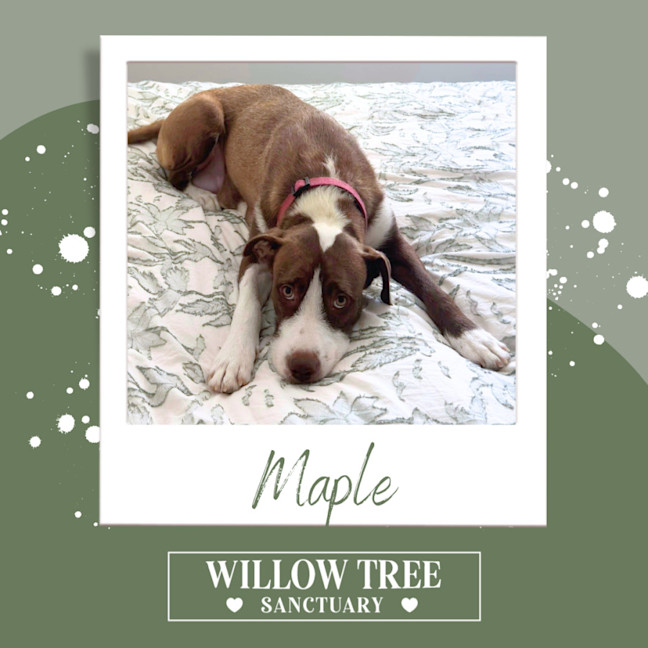 Photo of Maple