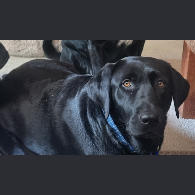 Photo of Willow   4 Year Old Labrador