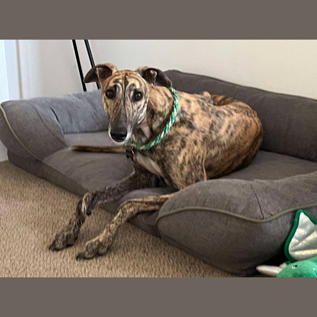 Photo of Vinnie, The Greyhound