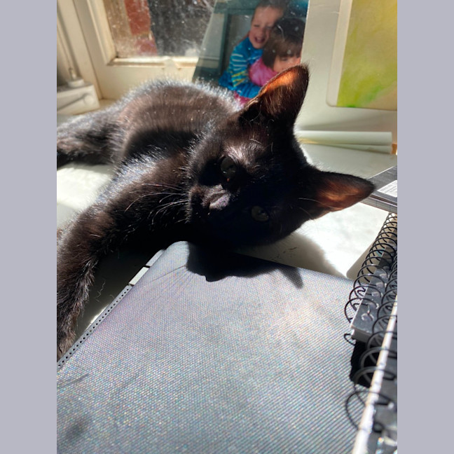Photo of Midnight