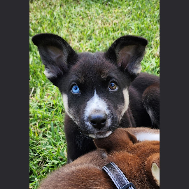 Photo of Chinook