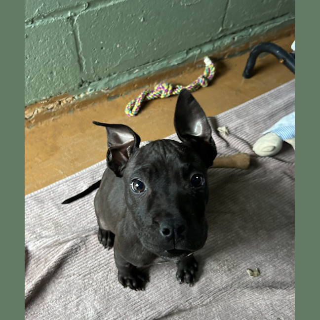 Photo of Lola