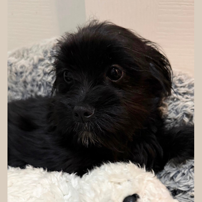Photo of Libby