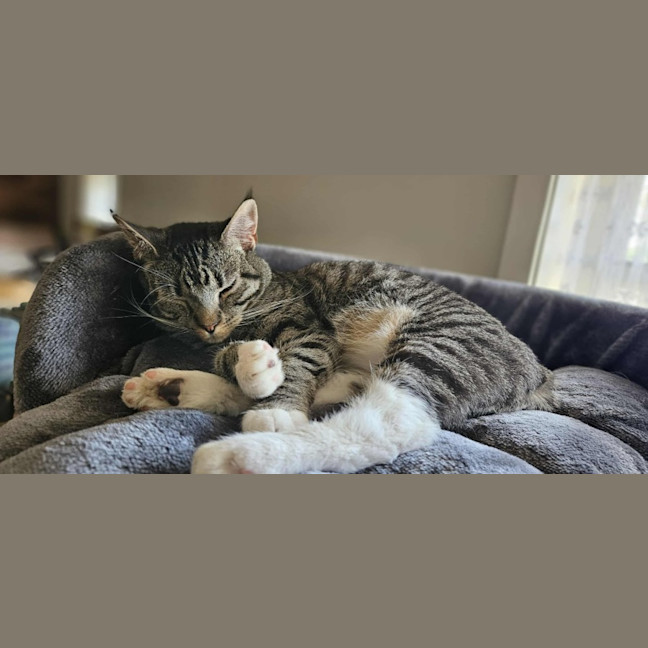 Photo of Tabitha *9 Lives Project Rescue*