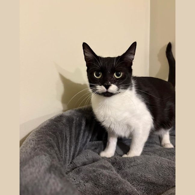 Photo of Lady Stella