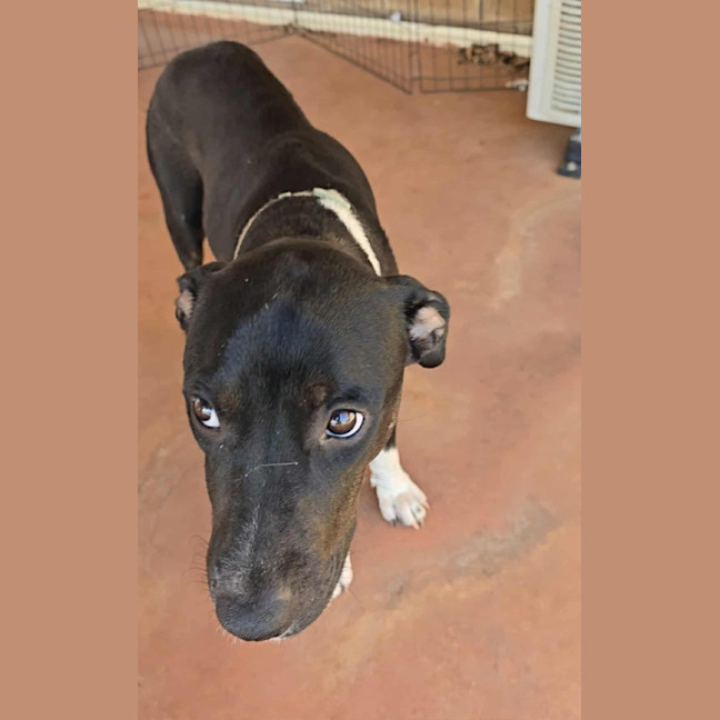 Photo of Juno (Honey)