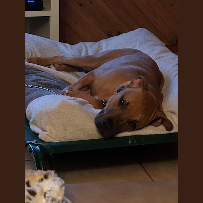 Photo of Blankie