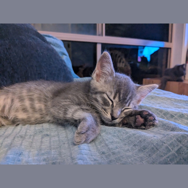 Photo of Apollo