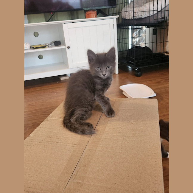 Photo of Bashful