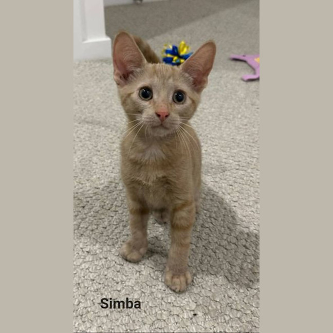 Photo of Simba