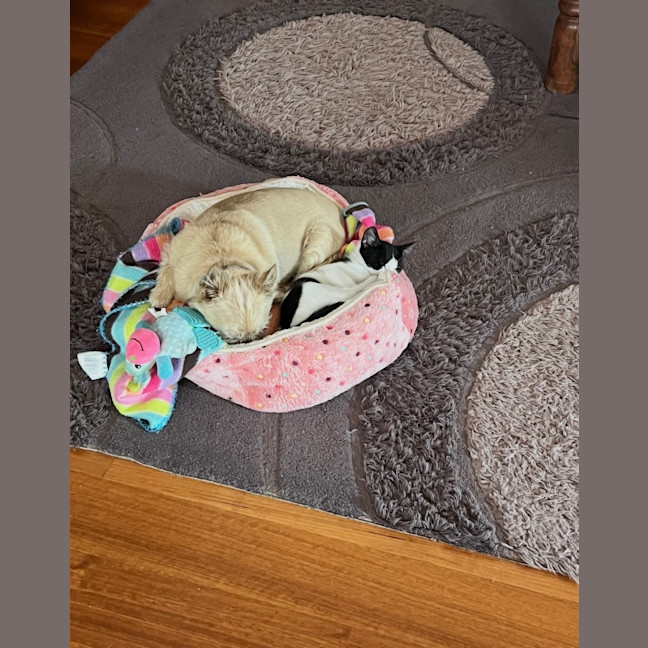Photo of Moo