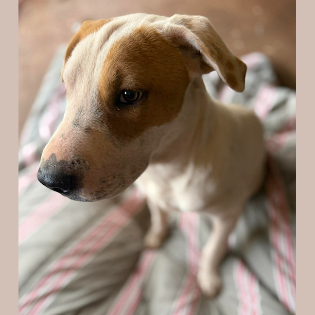 Photo of Toffee Twist