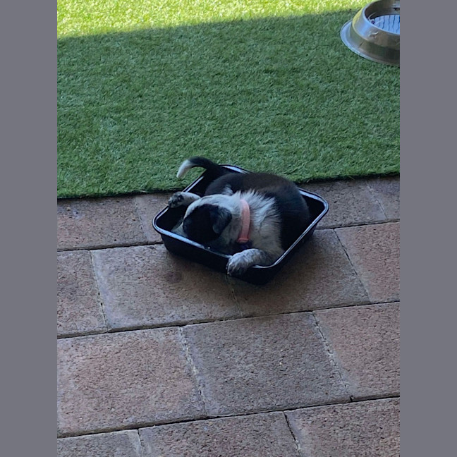 Photo of Oreo   8 Week Old Kelpie X (Trial)