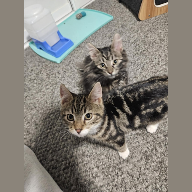 Photo of Lumi & Nova