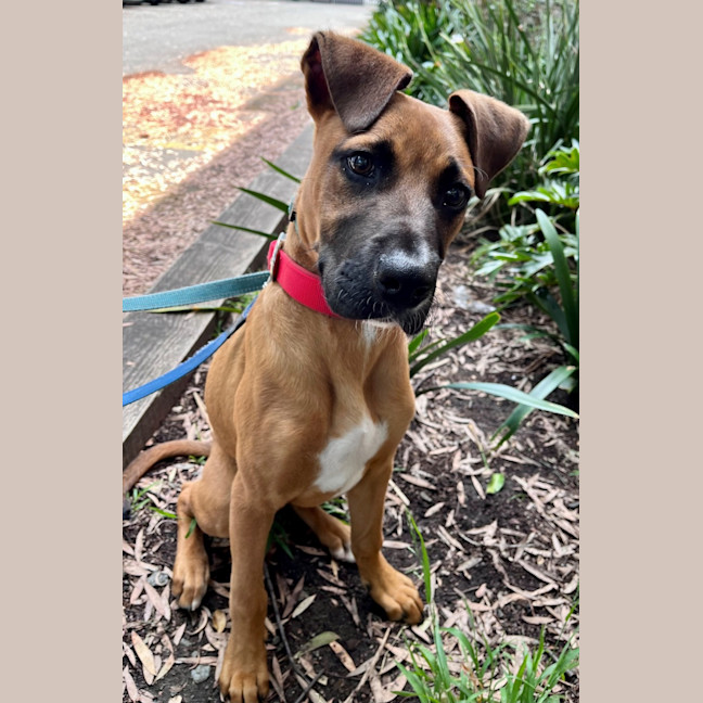 Photo of Scooter